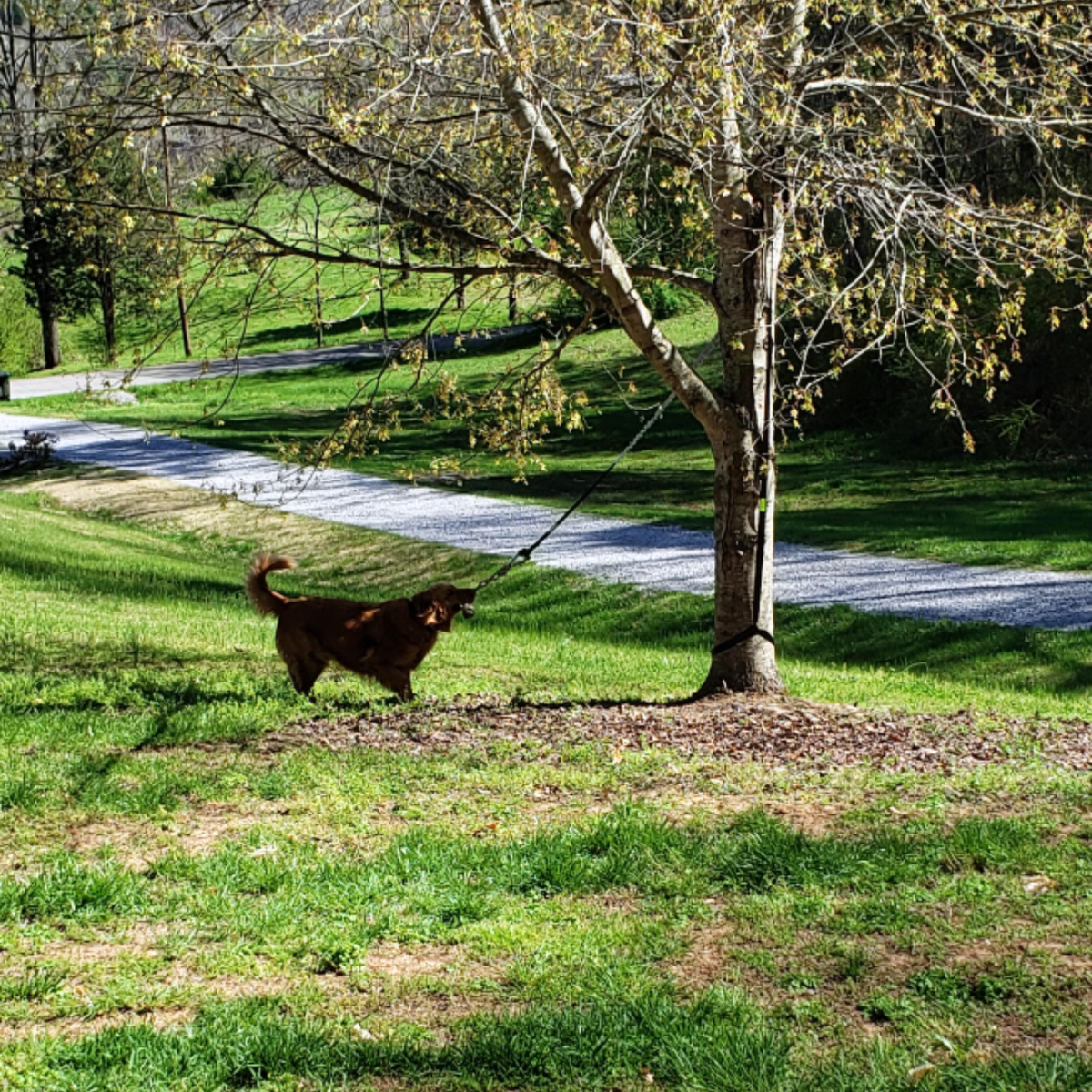 ChaseBall Jouet interactif roulant pour chien
